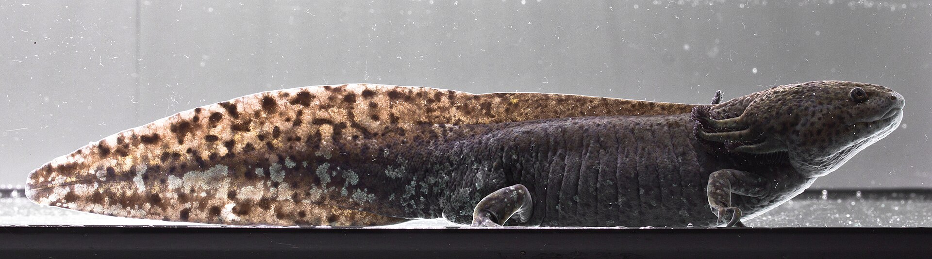 Axolote mexicano real Ambystoma mexicanum com guelras coral em ambiente aquático