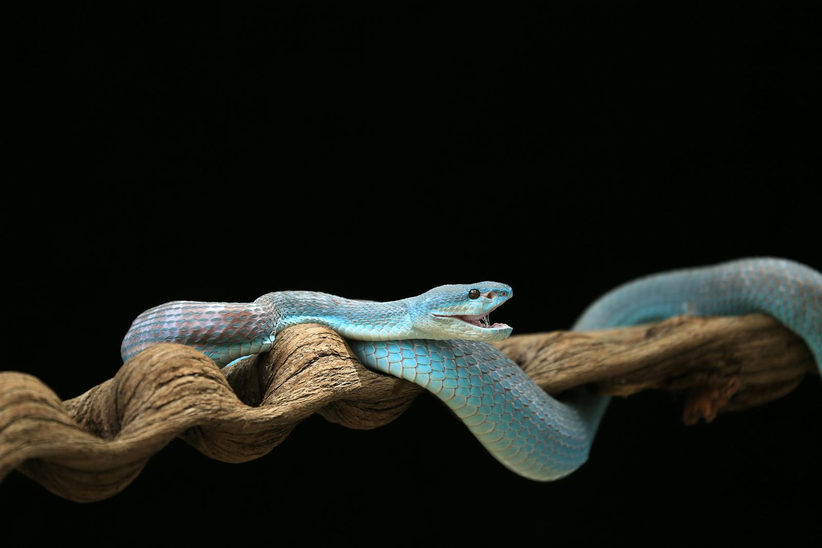 Víbora azul vibrante em galho contra fundo escuro destacando escamas coloridas