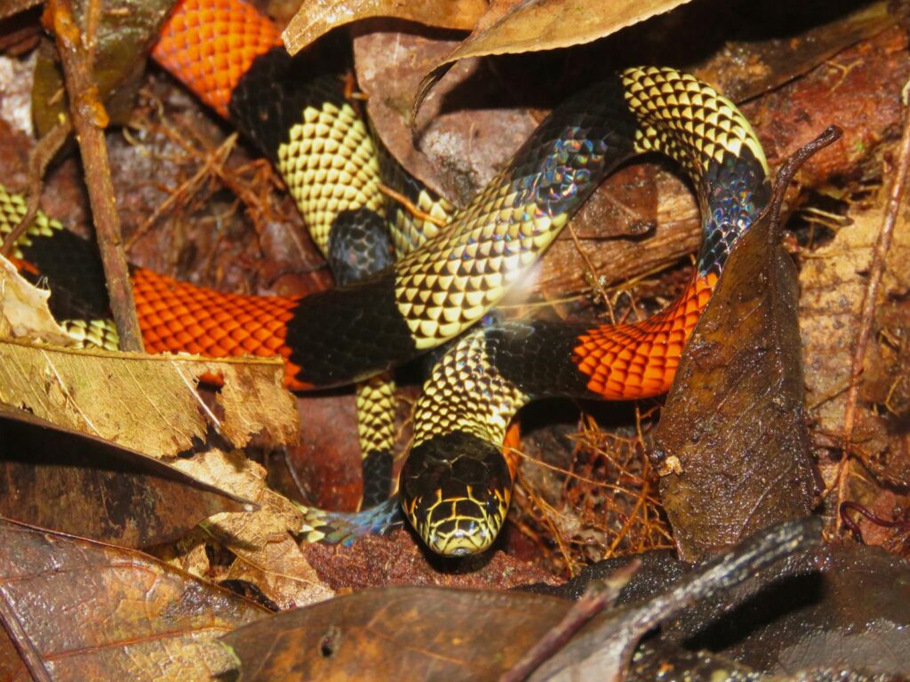 cobra coral floresta amazonia