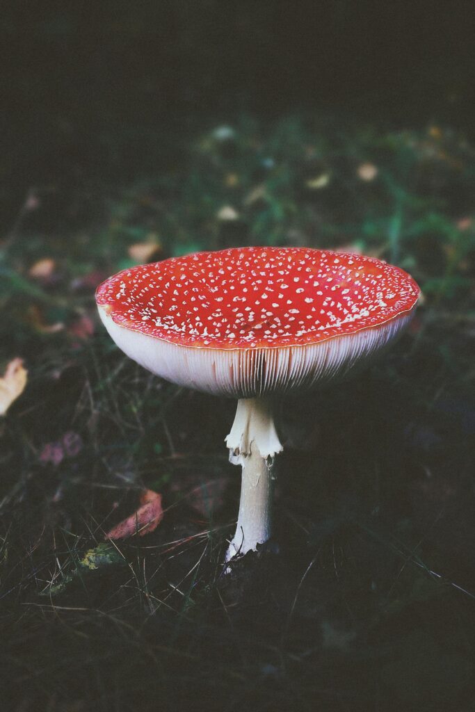 cogumelo amanita vermelho pintas brancas